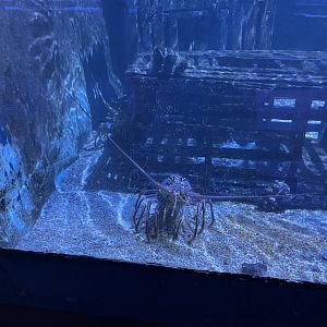 Florida spiny lobster (1/2/24)