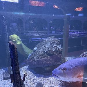 Green moray eel & Cubera snapper(?) (1/2/24)