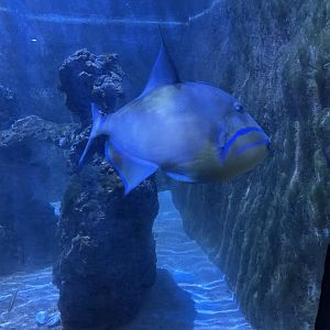 Queen triggerfish (1/2/24)