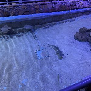 Bonnethead shark (1/2/24)