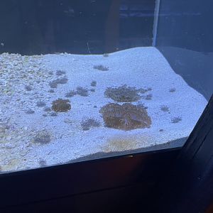 Upside-down Jellyfish (1/2/24)