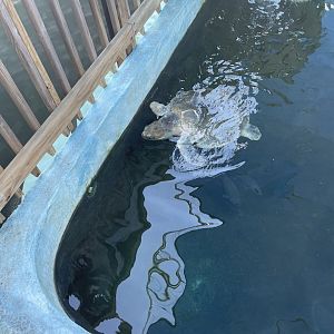 Kemp's Ridley Sea Turtle (1/2/24)