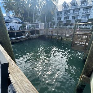 Outdoor Sandbar Shark Exhibit (1/2/24)