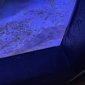 Atlantic guitarfish (1/2/24)