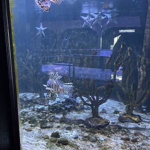 Lionfish exhibit (1/2/24)