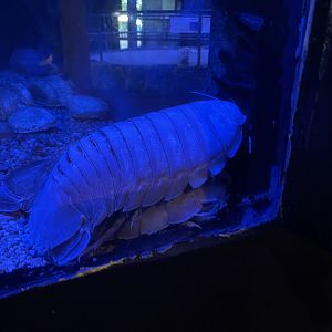 Giant isopods (1/2/24)