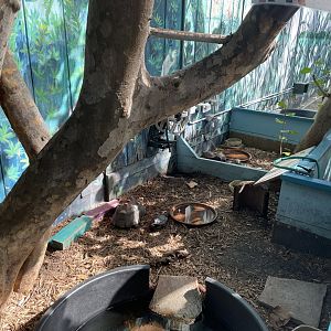 Red-footed tortoise & yellow-bellied slider exhibit (1/2/24)