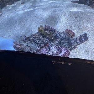 Spotted Scorpionfish (1/2/24)