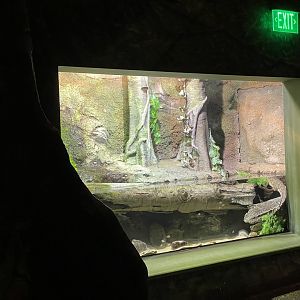 Orinoco Crocodile Exhibit- February 2024