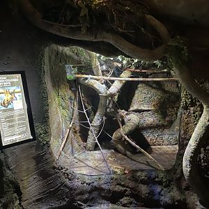 African Straw-Colored Fruit Bat Exhibit- February 2024
