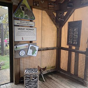 Vervet Monkey Educational Display- October 2023