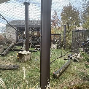 Vervet Monkey Exhibit- October 2023