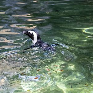 African Penguin
