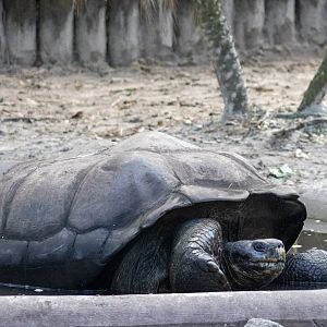 Galapagos Tortoise