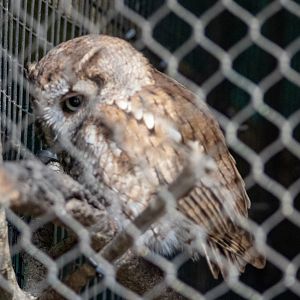 Eastern Screech Owl