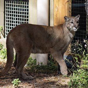 Florida Panther