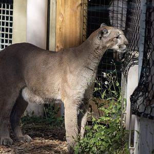 Florida Panther