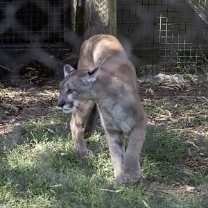 Florida Panther