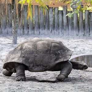 Galapagos Tortoise