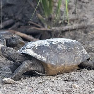 Gopher Tortoise