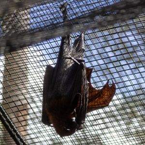 Malayan Flying Fox