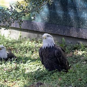 Bald Eagles