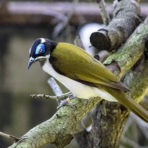 Blue-faced Honeyeater