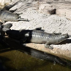 Gharials