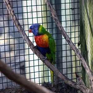 Rainbow Lorikeet