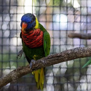 Green-naped Lorikeet