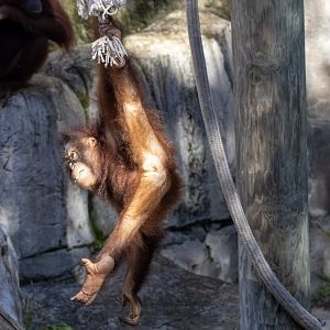 Orangutan