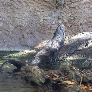 River Otter