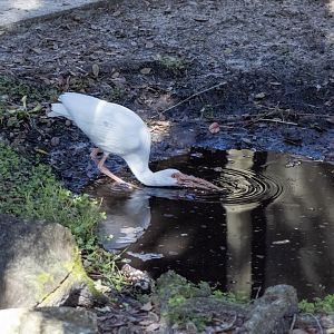 White Ibis