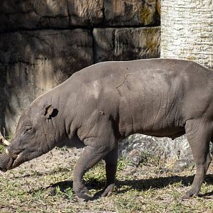 Babirusa