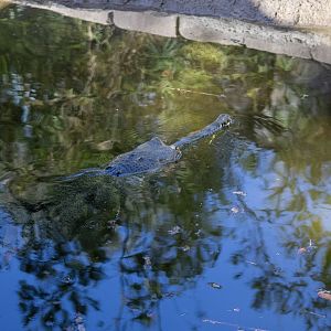 Gharial