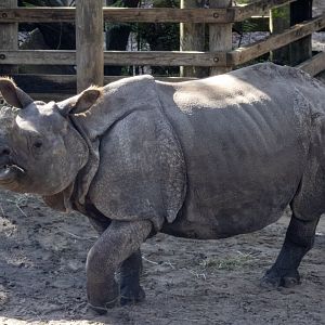 Greater One-horned Rhinoceros