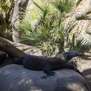 Komodo Dragon