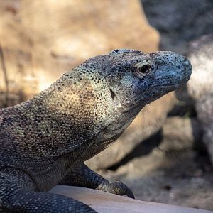 Komodo Dragon