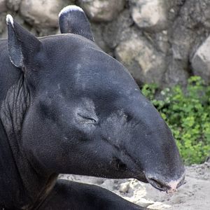 Malay Tapir