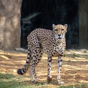 Cheetah