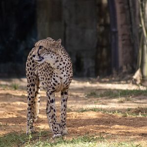 Cheetah