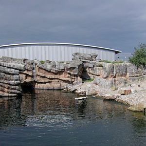 Humboldt's penguin exhibit - July 2011