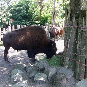 American wood bison - July 2011