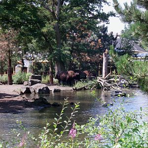 American wood bison exhibit - July 2011