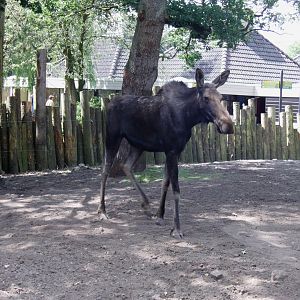 Moose - July 2011