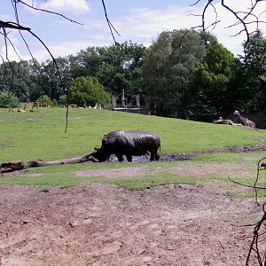 African savanna exhibit - July 2011