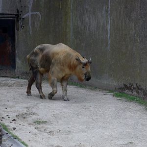 Sichuan takin "Benny" - July 2011