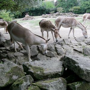 Onager's herd - July 2011
