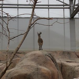 Ethiopian klipspringer - July 2011