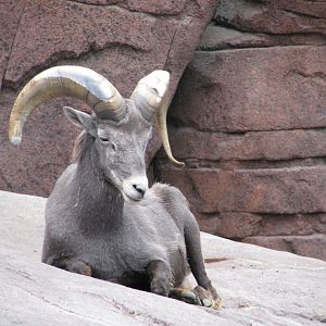 California bighorn sheep - July 2012